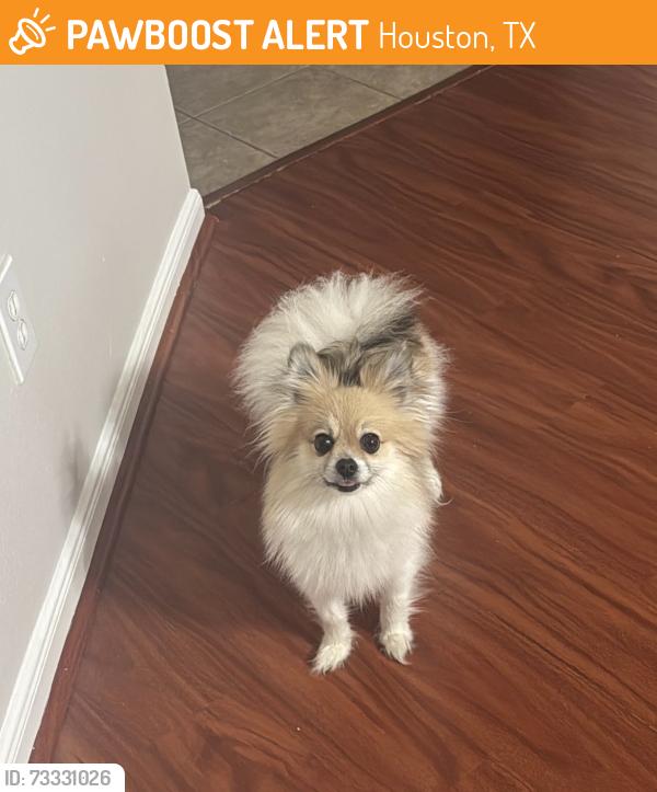 Found/Stray Female Dog last seen Greenhouse & Clay Rd 77084, Houston, TX 77449