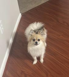 Found/Stray Female Dog last seen Greenhouse & Clay Rd 77084, Houston, TX 77449