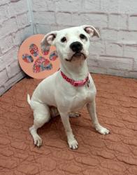 Shelter Stray Female Dog last seen Near BLOCK MAYBURY GRAND ST, DETROIT MI 48208, 7401 Chrysler Dr, Detroit, MI 48211, USA