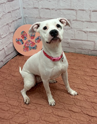 Shelter Stray Female Dog last seen Near BLOCK MAYBURY GRAND ST, DETROIT MI 48208, 7401 Chrysler Dr, Detroit, MI 48211, USA