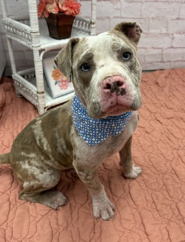 Shelter Stray Male Dog last seen Near BLOCK TULLER ST, DETROIT MI 48238, 7401 Chrysler Dr, Detroit, MI 48211, USA