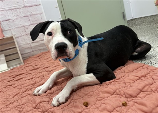 Shelter Stray Male Dog last seen Near BLOCK S FORT ST, DETROIT MI 48217, 7401 Chrysler Dr, Detroit, MI 48211, USA