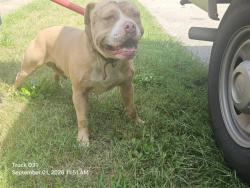 Shelter Stray Male Dog last seen Near BLOCK PICKFORD ST, DETROIT, MI 48219, 7401 Chrysler Dr, Detroit, MI 48211, USA