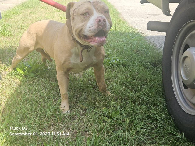 Shelter Stray Male Dog last seen Near BLOCK PICKFORD ST, DETROIT, MI 48219, 7401 Chrysler Dr, Detroit, MI 48211, USA