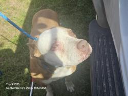 Shelter Stray Female Dog last seen Near BLOCK PICKFORD ST, DETROIT, MI 48219, 7401 Chrysler Dr, Detroit, MI 48211, USA