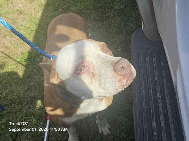 Shelter Stray Female Dog last seen Near BLOCK PICKFORD ST, DETROIT, MI 48219, 7401 Chrysler Dr, Detroit, MI 48211, USA