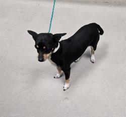 Shelter Stray Female Dog last seen Near BLOCK MOYA BLVD, RENO NV 89506, 2825 Longley Ln Suite A, Reno, NV 89502, USA