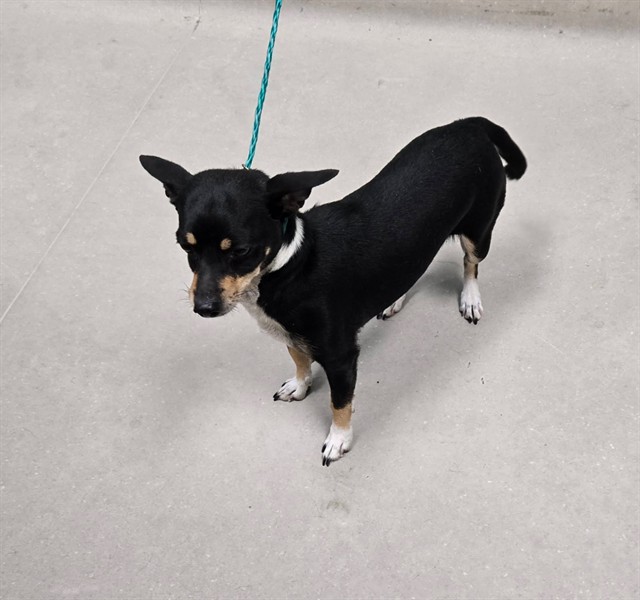 Shelter Stray Female Dog last seen Near BLOCK MOYA BLVD, RENO NV 89506, 2825 Longley Ln Suite A, Reno, NV 89502, USA