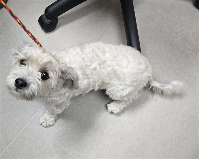 Shelter Stray Female Dog last seen Near BLOCK MOYA BLVD, RENO NV 89506, 2825 Longley Ln Suite A, Reno, NV 89502, USA
