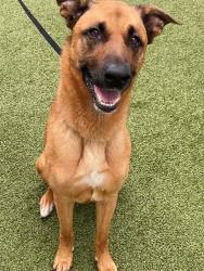 Shelter Stray Female Dog last seen Near ASHFORD AVE, FAYETTEVILLE NC 28305, 4704 Corporation Dr, Fayetteville, NC 28306, USA