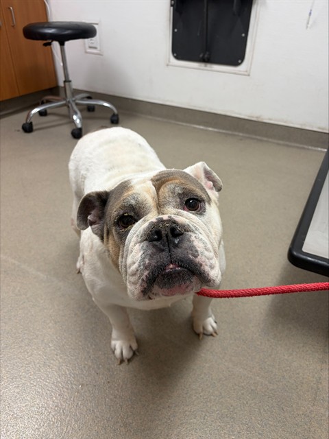 Shelter Stray Female Dog last seen Near BLOCK NW 5 AV, HALLANDALE FL 33009, 2400 SW 42nd St, Fort Lauderdale, FL 33312, USA