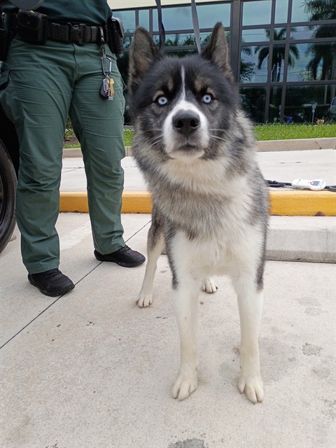 Shelter Stray Male Dog last seen Near BLOCK W GLEN OAK RD, N LAUDERDALE FL 33068, 2400 SW 42nd St, Fort Lauderdale, FL 33312, USA