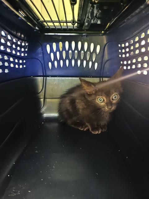 Shelter Stray Female Cat last seen CHARLOTTE, 8315 Byrum Dr, Charlotte, NC 28217, USA