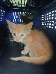 Shelter Stray Male Cat last seen CHARLOTTE, 8315 Byrum Dr, Charlotte, NC 28217, USA