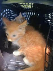 Shelter Stray Unknown Cat last seen CHARLOTTE, 8315 Byrum Dr, Charlotte, NC 28217, USA