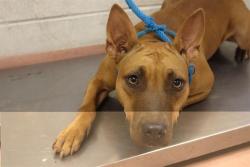 Shelter Stray Female Dog last seen Near BLOCK COLES RD, 127 Humane Ln, Columbia, SC 29201, USA