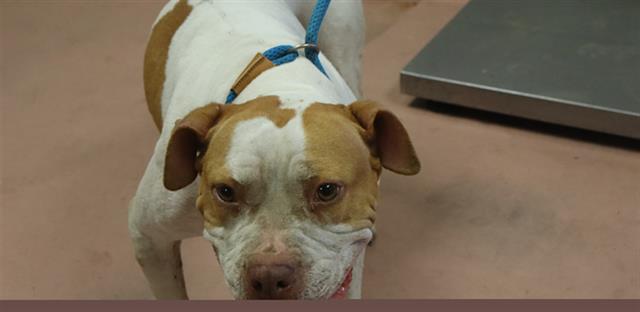 Shelter Stray Female Dog last seen Near BLOCK COLES RD, 127 Humane Ln, Columbia, SC 29201, USA
