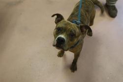 Shelter Stray Male Dog last seen Near BLOCK TRUE STREET, 127 Humane Ln, Columbia, SC 29201, USA