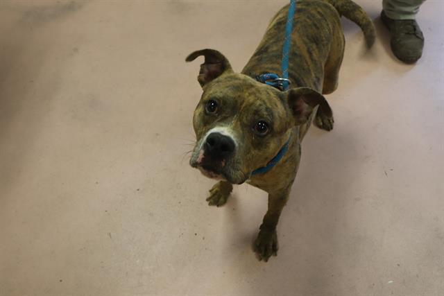 Shelter Stray Male Dog last seen Near BLOCK TRUE STREET, 127 Humane Ln, Columbia, SC 29201, USA