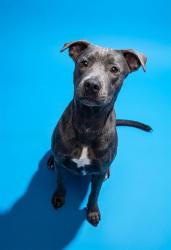 Shelter Stray Male Dog last seen Near BLOCK SHENANDOAH AVE, 2020 Forest St, Jacksonville, FL 32204, USA