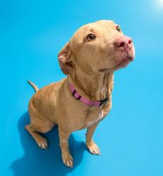 Shelter Stray Female Dog last seen NORDWOOD AVE, 2020 Forest St, Jacksonville, FL 32204, USA