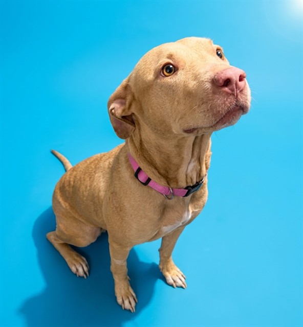 Shelter Stray Female Dog last seen NORDWOOD AVE, 2020 Forest St, Jacksonville, FL 32204, USA