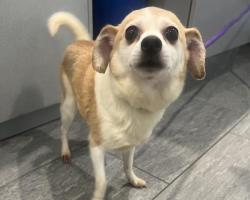 Shelter Stray Female Dog last seen Near BLOCK S PARKER RD, AURORA CO 80014 6217, 2080 S Quebec St, Denver, CO 80231, USA