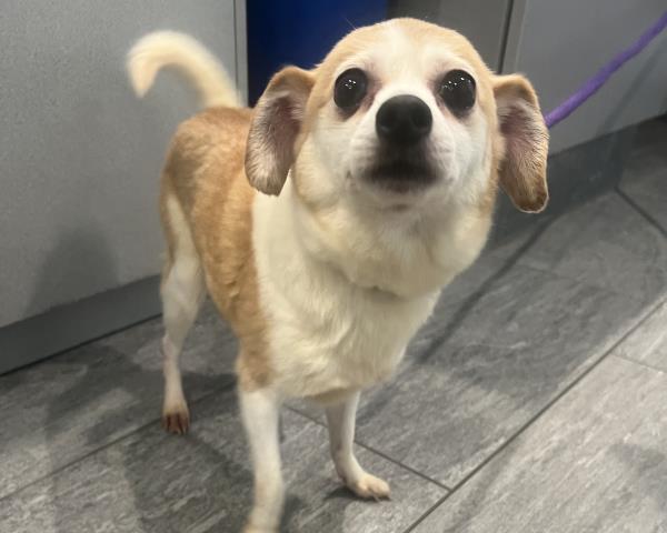 Shelter Stray Female Dog last seen Near BLOCK S PARKER RD, AURORA CO 80014 6217, 2080 S Quebec St, Denver, CO 80231, USA
