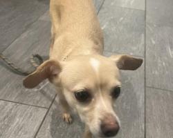 Shelter Stray Female Dog last seen Near BLOCK S PARKER RD, AURORA CO 80014 6217, 2080 S Quebec St, Denver, CO 80231, USA