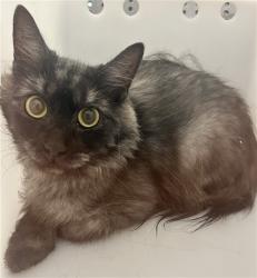 Shelter Stray Unknown Cat last seen Near BLOCK E COLORADO AVE, AURORA CO 80017 5122, 2080 S Quebec St, Denver, CO 80231, USA