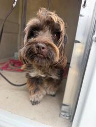 Shelter Stray Male Dog last seen AVENIDA MANTILLA, 130 Beyer Way, Chula Vista, CA 91911, USA