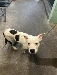 Shelter Stray Male Dog last seen DISPLAY WAY & TAYLOR ST, 2127 Front St, Sacramento, CA 95818, USA