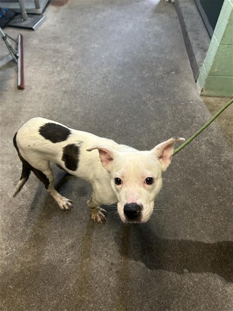 Shelter Stray Male Dog last seen DISPLAY WAY & TAYLOR ST, 2127 Front St, Sacramento, CA 95818, USA