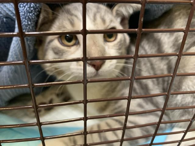 Shelter Stray Male Cat last seen MAIN AVE & DRY DOCK WAY, 2127 Front St, Sacramento, CA 95818, USA