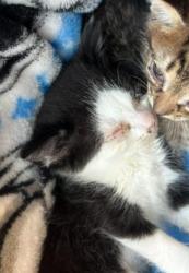Shelter Stray Male Cat last seen Near BLOCK SAN PEDRO, 4710 TX-151, San Antonio, TX 78227, USA