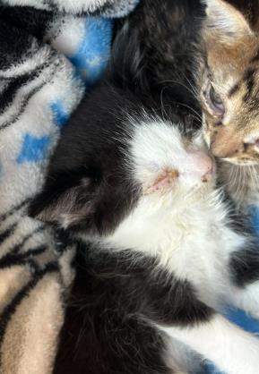 Shelter Stray Male Cat last seen Near BLOCK SAN PEDRO, 4710 TX-151, San Antonio, TX 78227, USA