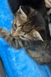 Shelter Stray Female Cat last seen Near BLOCK SAN PEDRO, 4710 TX-151, San Antonio, TX 78227, USA