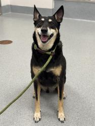 Shelter Stray Male Dog last seen Near, 2600 S Harding St, Indianapolis, IN 46221, USA