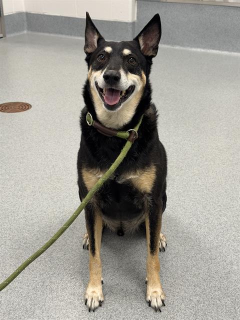Shelter Stray Male Dog last seen Near, 2600 S Harding St, Indianapolis, IN 46221, USA