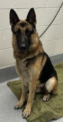 Shelter Stray Male Dog last seen Near, 2600 S Harding St, Indianapolis, IN 46221, USA