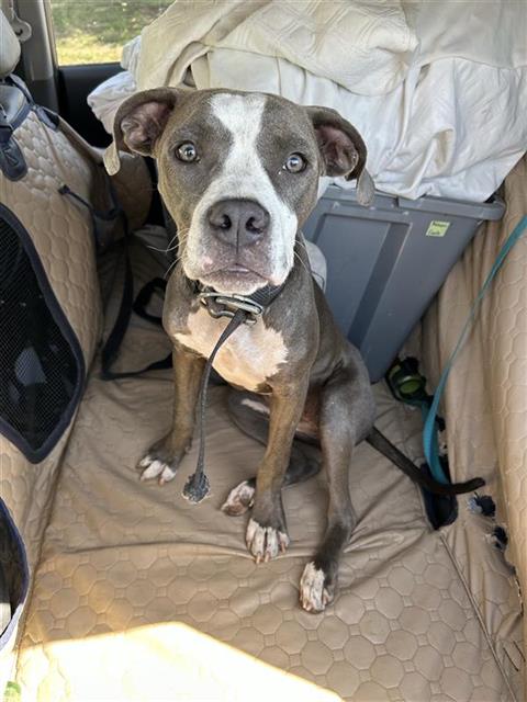 Shelter Stray Female Dog last seen , 4710 TX-151, San Antonio, TX 78227, USA