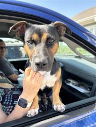 Shelter Stray Male Dog last seen , 4710 TX-151, San Antonio, TX 78227, USA