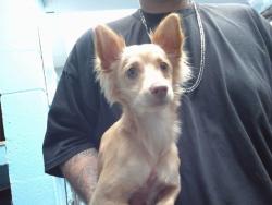 Shelter Stray Female Dog last seen EL PATRIO PL SW, 11800 Sunset Gardens Rd SW, Albuquerque, NM 87121, USA