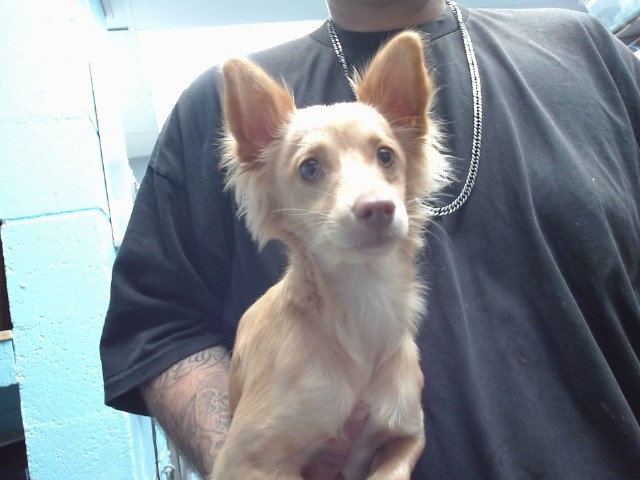 Shelter Stray Female Dog last seen EL PATRIO PL SW, 11800 Sunset Gardens Rd SW, Albuquerque, NM 87121, USA