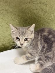 Shelter Stray Female Cat last seen Near BLOCK E HOMECOMING, 6851 Van Buren Boulevard, Jurupa Valley, CA 92509, USA