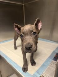 Shelter Stray Female Dog last seen , West Valley Animal Shelter, 20655 Plummer St, Chatsworth, CA 91311, USA