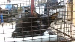 Shelter Stray Male Cat last seen Near BLOCK NW 18 PL, 3599 NW 79th Ave, Doral, FL 33122, USA