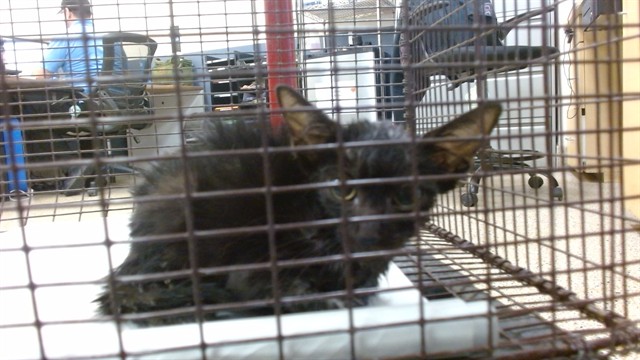 Shelter Stray Male Cat last seen Near BLOCK NW 18 PL, 3599 NW 79th Ave, Doral, FL 33122, USA