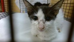 Shelter Stray Female Cat last seen Near BLOCK NW 18 PL, 3599 NW 79th Ave, Doral, FL 33122, USA