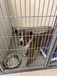 Shelter Stray Male Dog last seen Near BLOCK W 4030 S, WEST VALLEY CITY UT 84119, 4522 W 3500 S, West Valley City, UT 84120, USA